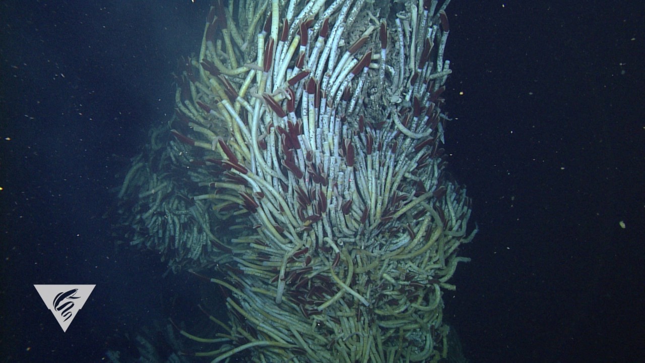 deep-sea vents