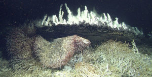 deep-sea vents