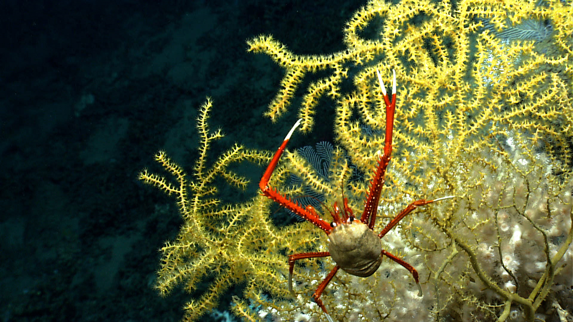 Open Ocean Treaty