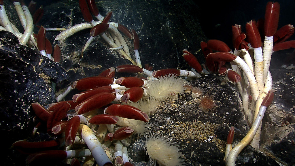 deep sea vent