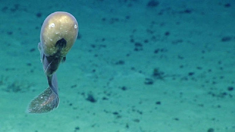 Mining the Ocean
