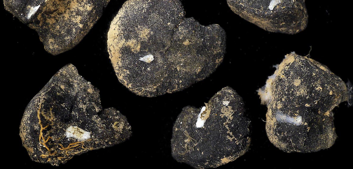 future deep-sea mining