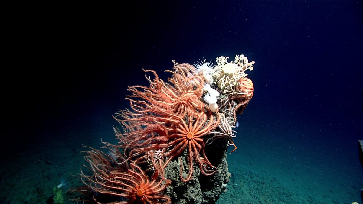 Scientists spent a month exploring the Gulf of Mexico’s deep sea habitats — and the images they brought back are astonishing