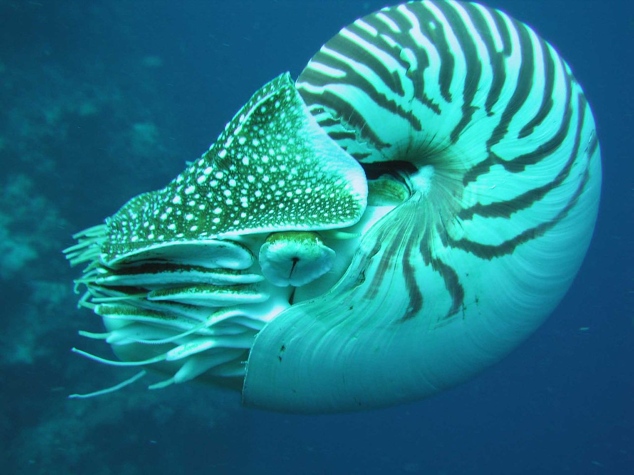Palau nautilus from side. Palau, Micronesia. Photo by Lee R. Berger.