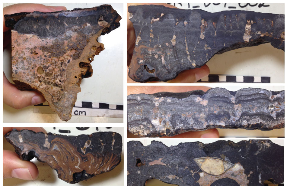 Cut rock samples from the Rio Grande Rise show Fe-Mn crusts (black and gray) growing on various types of iron-rich substrate rocks (pale to dark brown). Photo credit: Kira Mizell, USGS.